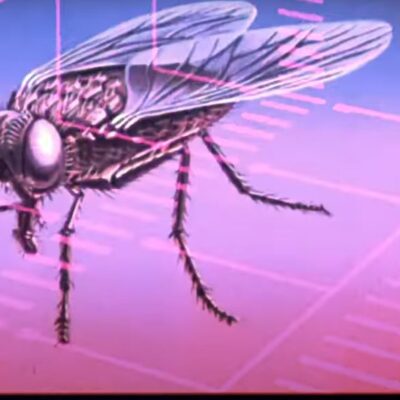 Filme a mosca